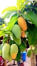 Grafted manila mango for sale  Fort Lauderdale