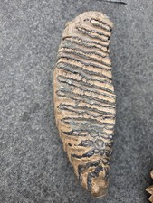 Mammut wollhaar mammut gebraucht kaufen  Speyer