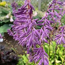 Hosta time bottle for sale  New Castle