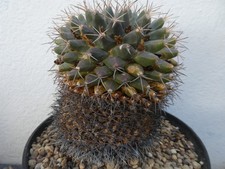 Mammillaria freudenbergeri. sh for sale  PLYMOUTH
