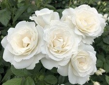 Veranda white shrub for sale  Pelzer