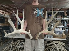 Huge 188 mule for sale  Montrose