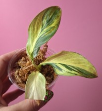 Spathiphyllum sensation aurea Variegata  na sprzedaż  PL