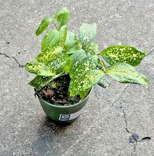 Dracaena surculosa gold for sale  Webster