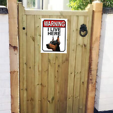 Warning live doberman for sale  MANSFIELD