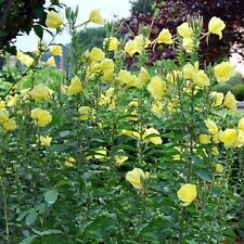 Common evening primrose for sale  TRURO
