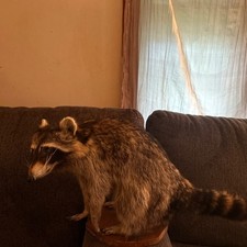 Raccoon taxidermy mount for sale  New Cumberland