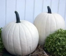 Cotton candy pumpkin for sale  Russell