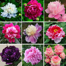 ca. 12-15 Stück/pack Mix Farbe PFINGSTROSEN SAMEN Indoor Outdoor Garten Pflanze comprar usado  Enviando para Brazil