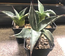Agave montana for sale Agave montana for sale  ABERGAVENNY