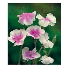 Lychnis coronaria oculata for sale  TRURO
