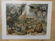 Orig.(1894) Chromolithographie Äthiopische Fauna Löwe Gorilla Mandrill  (N1B) comprar usado  Enviando para Brazil