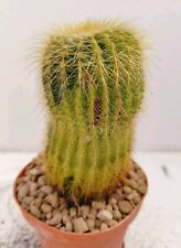 Notocactus leninghausii varieg usato  Lecce