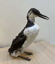 Taxidermy common murre for sale  COVENTRY