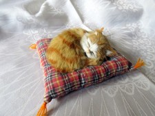 Cute furry ginger for sale  STIRLING