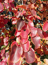 Pyrus pyraster wild for sale  ST. ASAPH