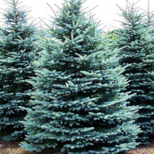 Blue spruce 1 for sale  Saint Louis