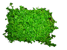 Perlenkraut micranthemum monte gebraucht kaufen  Wuppertal