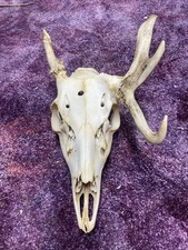 whitetail deer skull for sale whitetail deer skull for sale Ellis