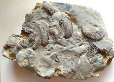 Große fossile grabgemeinschaf gebraucht kaufen  Deutschland