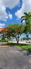 Red flowering flamboyant for sale  Hollywood