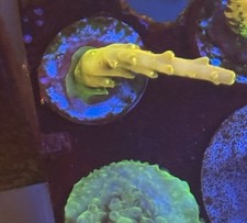 Golden jawdropper acropora for sale  MELTON MOWBRAY
