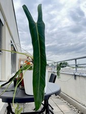 Philodendron spiritus sancti gebraucht kaufen  München