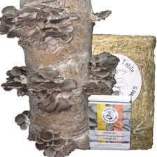 Mushroom grow kit for sale  WORCESTER