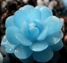 Blue flower succulent for sale  Staten Island