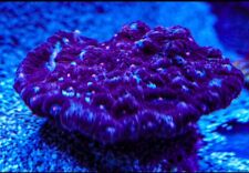 Terminator chalice marine for sale  SHEFFIELD