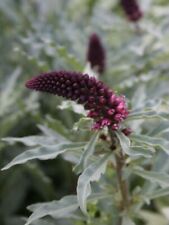 100 lysimachia atropurpurea for sale  ALRESFORD