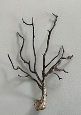 Genuine natural gorgonian for sale  BOURNEMOUTH
