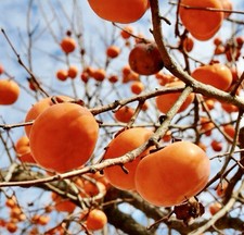 Persimmon tree cuttings for sale  Morgan Hill