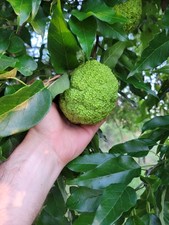 Farm fresh hedge for sale  Arkansas City