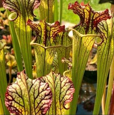 Sarracenia lynda butt usato  Roma