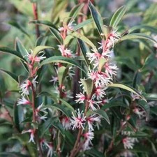 Sarcococca hookeriana himalaya for sale  Walterboro