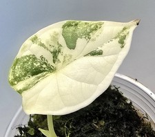 Alocasia dragon scale gebraucht kaufen  Obertshausen