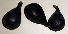 Black madeira fig for sale  Somerville
