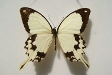 Papilio dardanus butterfly for sale  LIVERPOOL