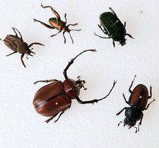 Beetle collection set for sale  SLEAFORD