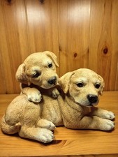 Mayflower cute dogs for sale  WIGTON