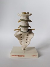 Anatomisches modell lendenwirb gebraucht kaufen Anatomisches modell lendenwirb gebraucht kaufen  Berlin