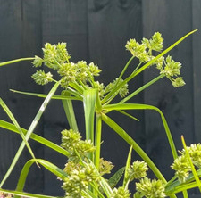 Cyperus eragrostis pond for sale  ILFORD