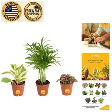 Easy grow mini for sale  Sunrise Beach