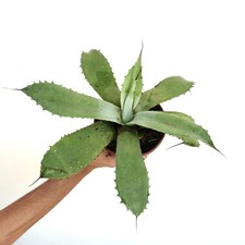 Agave raro ibrido usato  Napoli