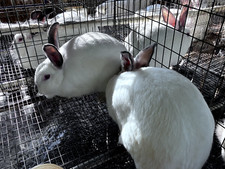 Lbs dried rabbit for sale  Willis