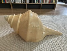 Syrinx aruanus schnecke gebraucht kaufen  Berlin