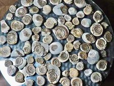 Small ammonite fossils for sale  WHITBY