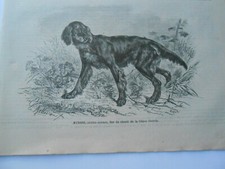 Gravure 1879 myrrhe d'occasion  La Verpillière