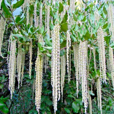 Garrya eliptica silk for sale  NORTHWICH